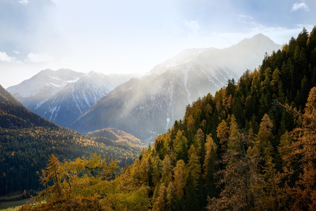 Mountains Snow Forest